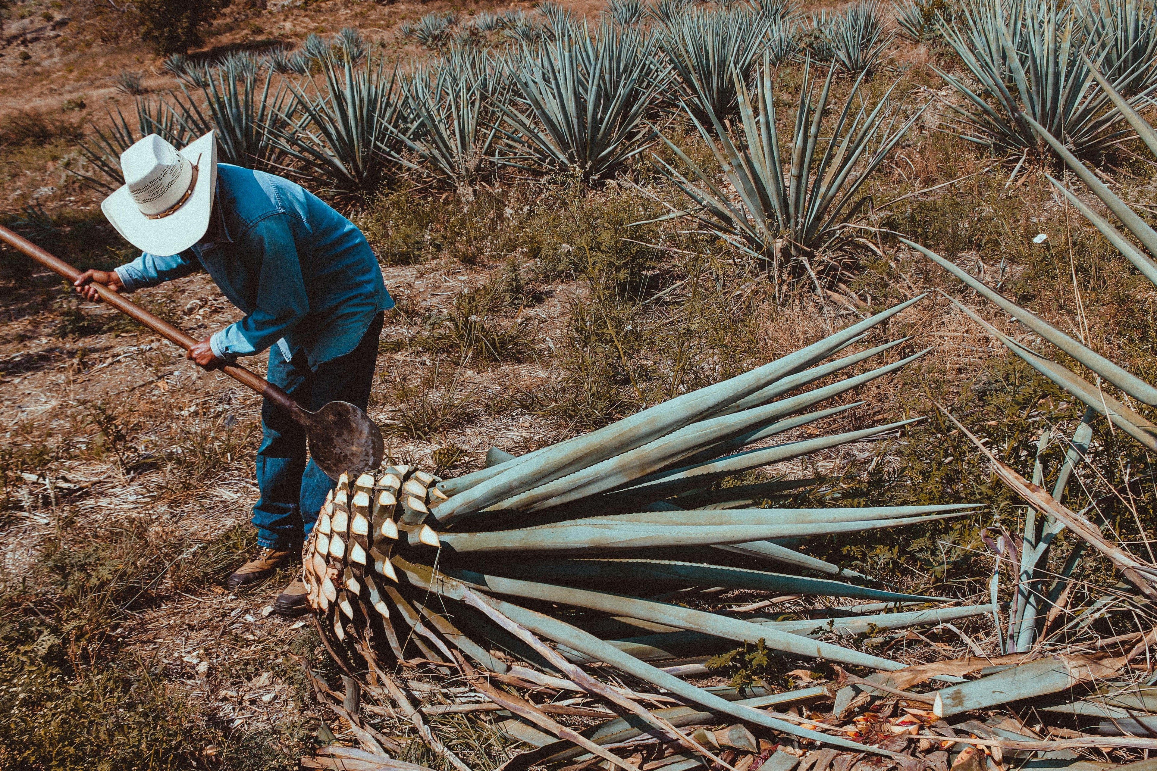 blue weber agave harvested for tequila