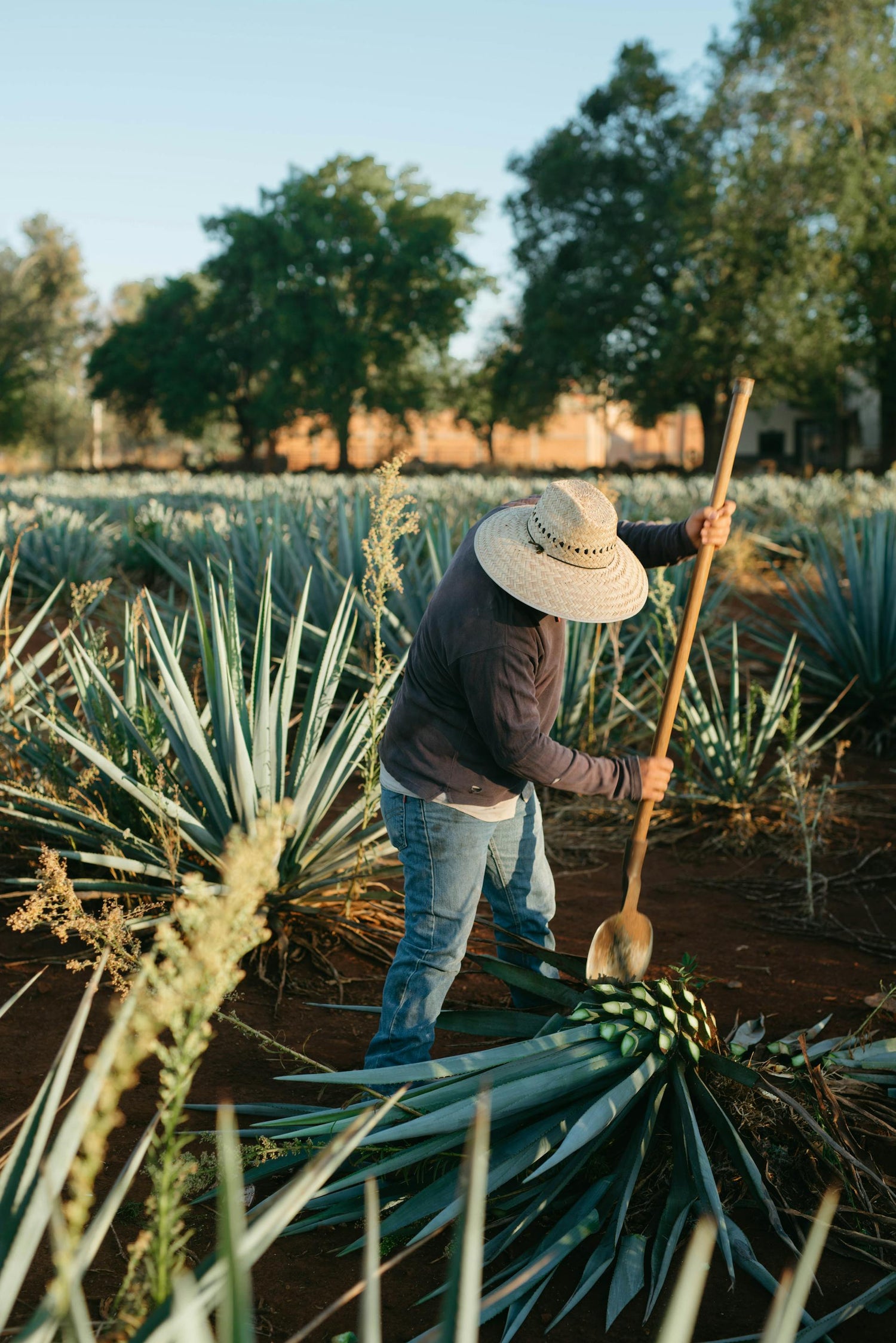 man harvesting blue weber agave for tequila